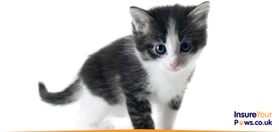 Insure Your Paws • Pet Insurance • Pet Insurance Quotes • Cat Insurance