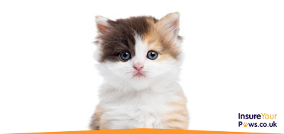 Cat Insurance | Pet Insurance for Cats 