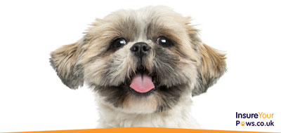 Insure Your Paws • Pet Insurance • Pet Insurance Quotes • Dog Insurance