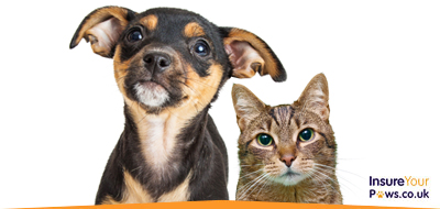 Pet Insurance • Pet Insurance UK • Pet Insurance Quotes • Multi-Pet Insurance