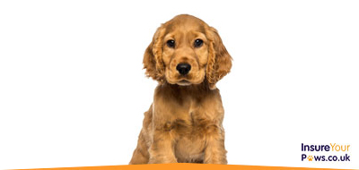 Pet Insurance • Pet Insurance UK • Pet Insurance Quotes • Dog Insurance